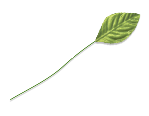 ma3840gr leaves green