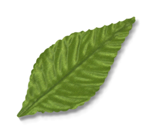 ma3850gr leaves 3 inch green